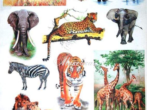 Декупажная карта Животные Африки, 40х30см, Art