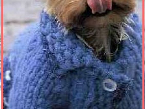 Теплая кофточка на пуговицах для собаки