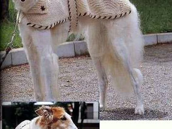 Накидка – плащ