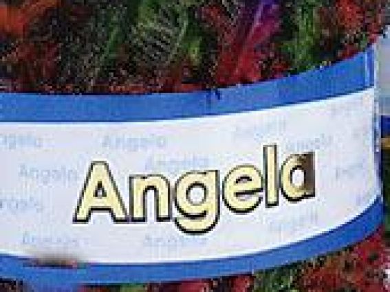 Angela Madame Tricote Angela Madame Tricote