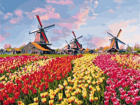 Разноцветные тюльпаны Голландии КНО 2224 Идейка картина по номерам Разноцветные тюльпаны Голландии КНО 2224 Идейка картина по номерам