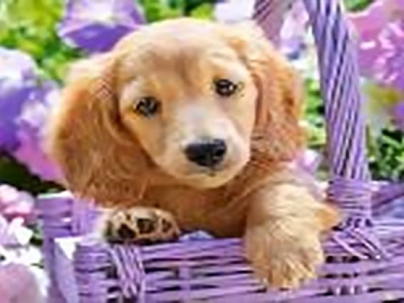 Вірний товариш, Go to Art, 188312 набір для творчості зі стразами 5D Вірний товариш, Go to Art, 188312 набір для творчості зі стразами 5D