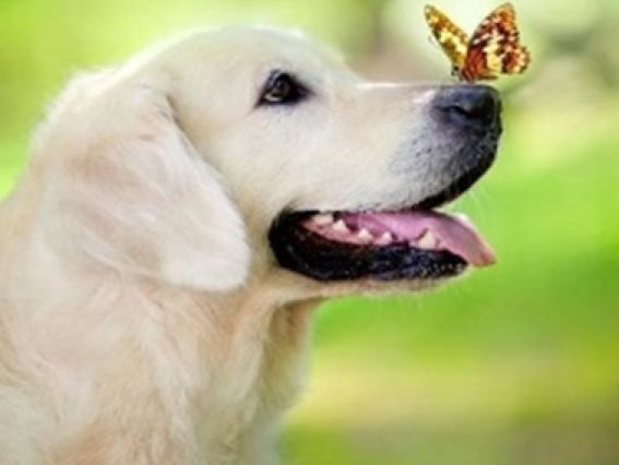 Картина стразами 5D 188647 Добрий песик JA20426 , 21х25см Діамантові ручки, підставка