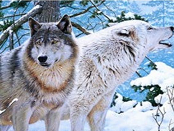 Картина стразами 5D 189804 Пара вовків 21х25см Діамантові ручки, Go to Art підставка  