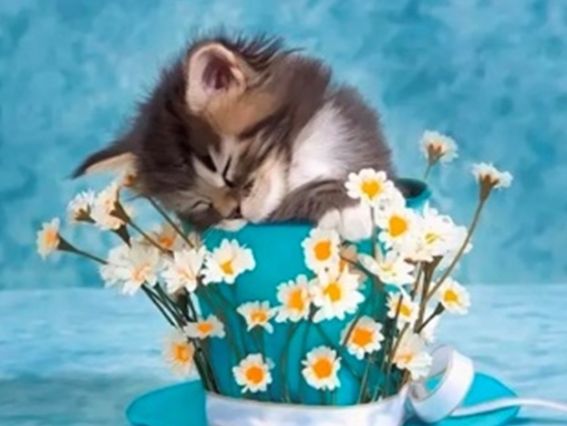 Картина стразами 5D 178678 Сон в ромашках (кошеня) 21х25см, Go to Art підставка