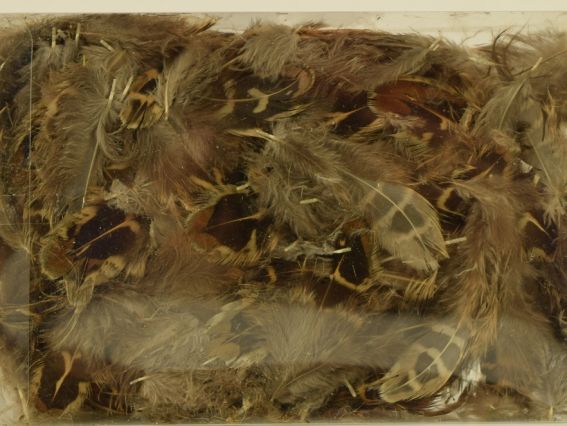 Набор перьев, Перья в коробке 6-4 см  LUK TFB2017021