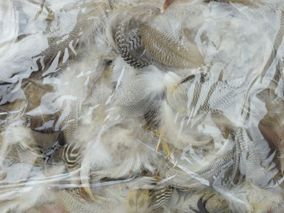 Набір пір'я, Canea колір натуральні сіро-бежеві, 10г, Canea HM-0020A №3590,