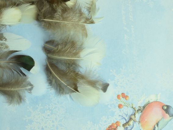 Набор перьев маленьких коричневых с белым хвостиком , №572153, 5-8см