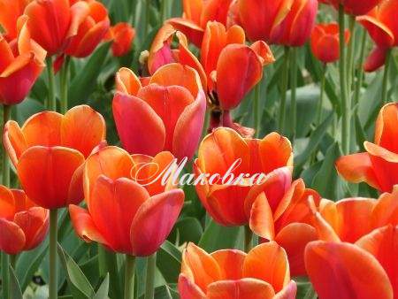 Режим работы магазина на майские праздники