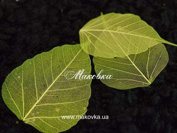 Набор Листья скелетированные светло ЗЕЛЕНЫЕ, 50 шт. Набор Листья скелетированные светло ЗЕЛЕНЫЕ, 50 шт.