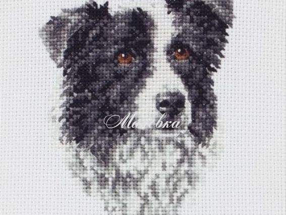PCE219 Бордер-колли (Border Collie) ANCHOR набор для вышивания