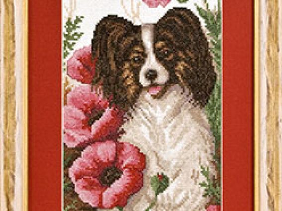 Папильон 8-041, Кларт Папильон 8-041, Кларт