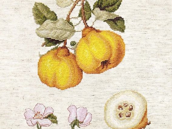 Набір для вишивання хрестиком ВА22430 Айва Luca-S