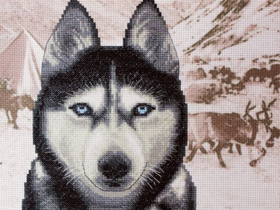 Набор для вышивания крестом с рамкой в комплекте Хаски КО4019, Нова Слобода