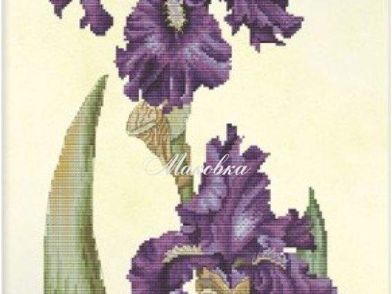 Ирис Кемпфера СВ6233 Нова Слобода Набор для вышивания нитками Ирис Кемпфера СВ6233 Нова Слобода Набор для вышивания нитками