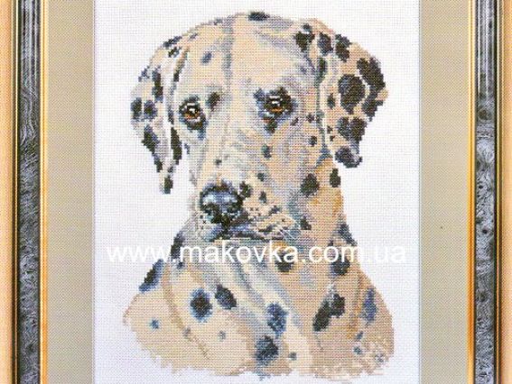 Далматин 1-05, ТМ Алиса Далматин 1-05, ТМ Алиса